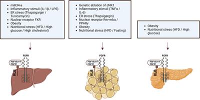 Biological and pharmacological functions of the FGF19- and FGF21-coreceptor beta klotho